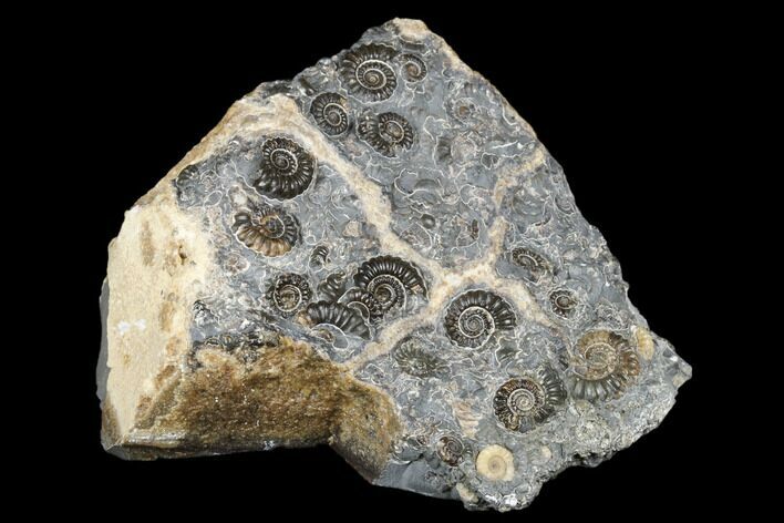 Ammonite (Promicroceras) Cluster - Marston Magna, England #176362